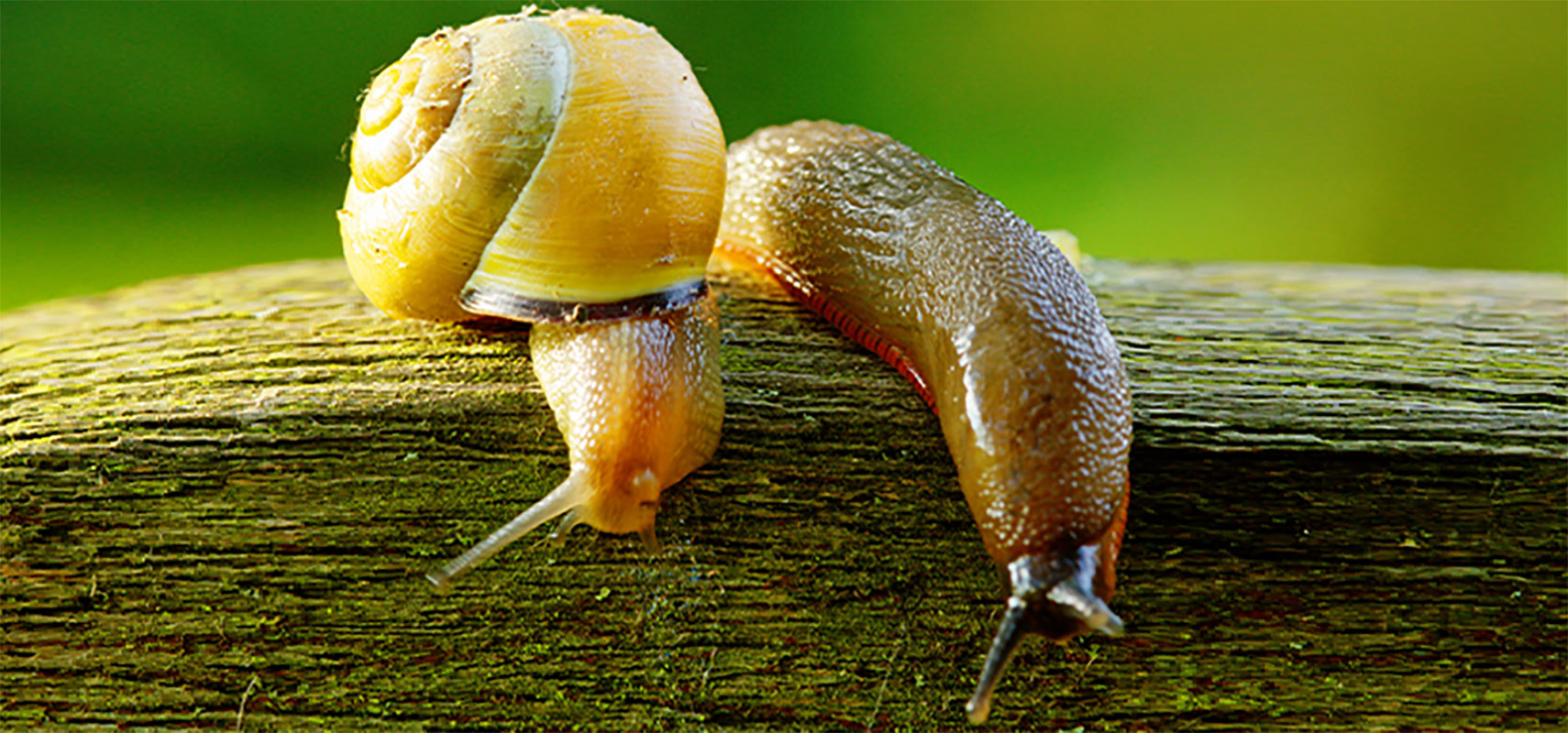 Slug and snail.