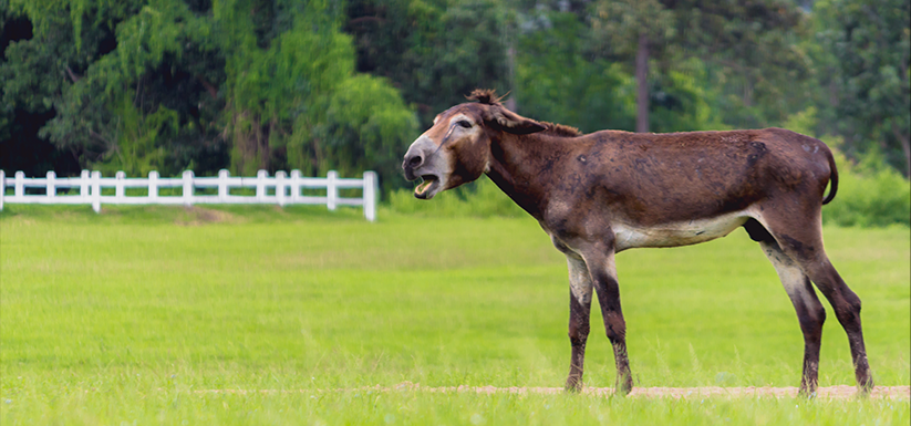 Mule on a field.