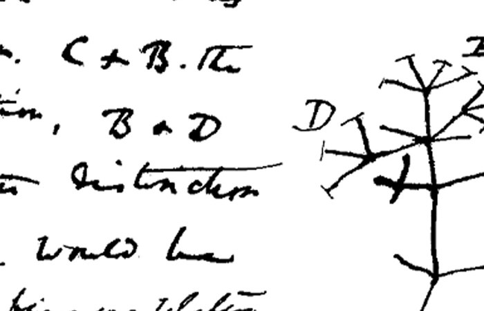 Sketch of phylogenetic tree.