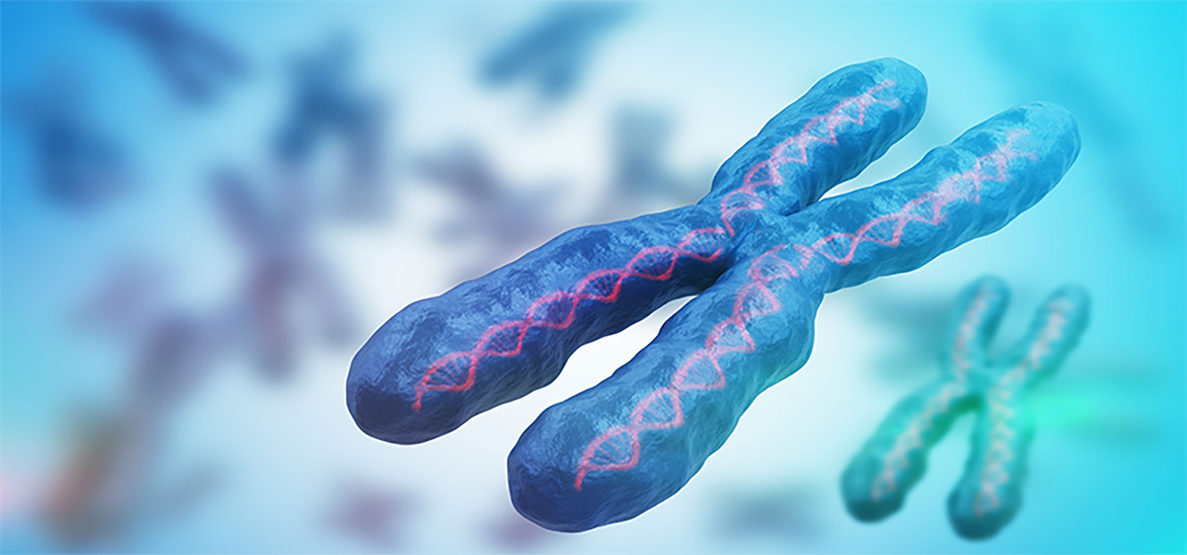 3D chromosome rendering.
