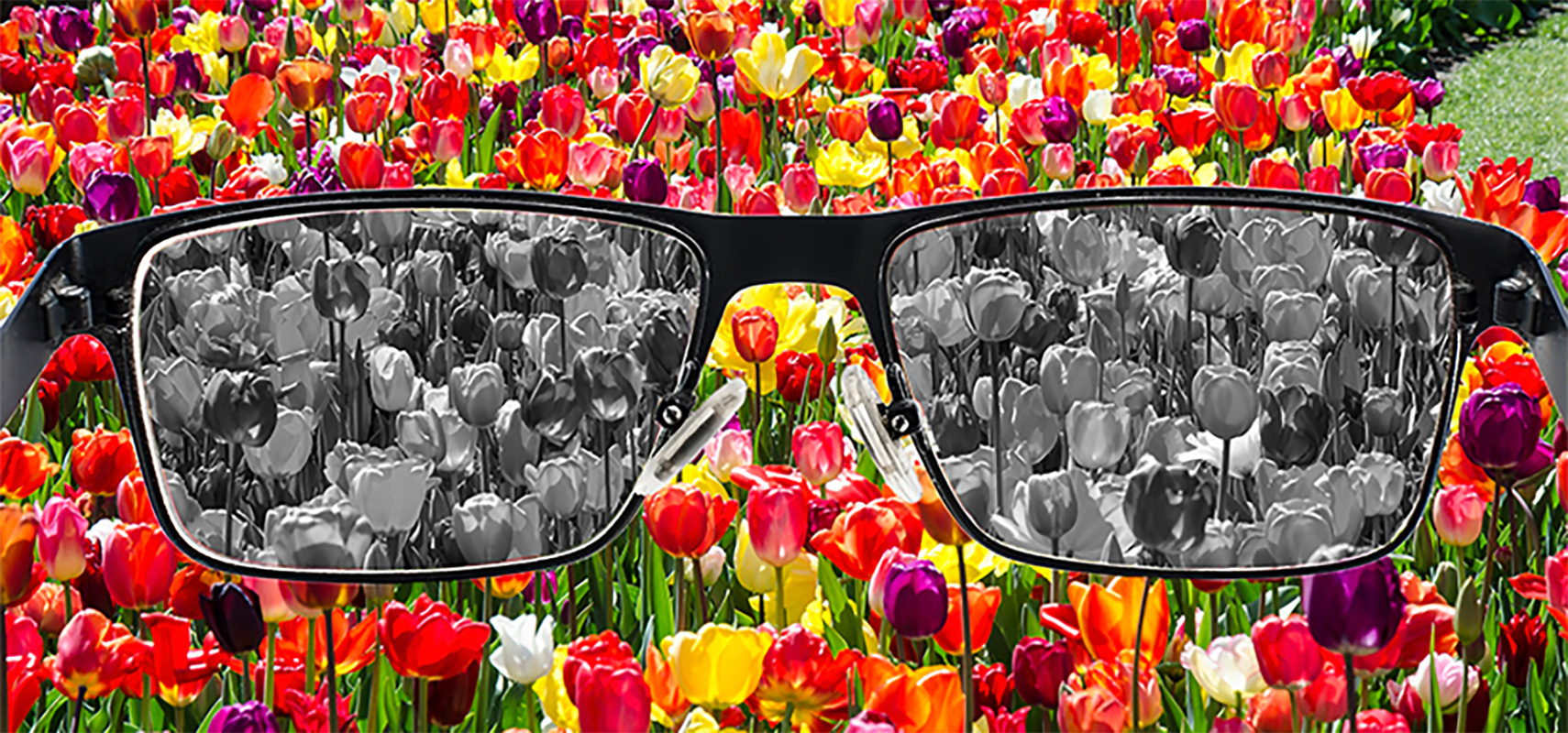 Looking through eyeglasses and seeing grey in a background of colorful tulips.
