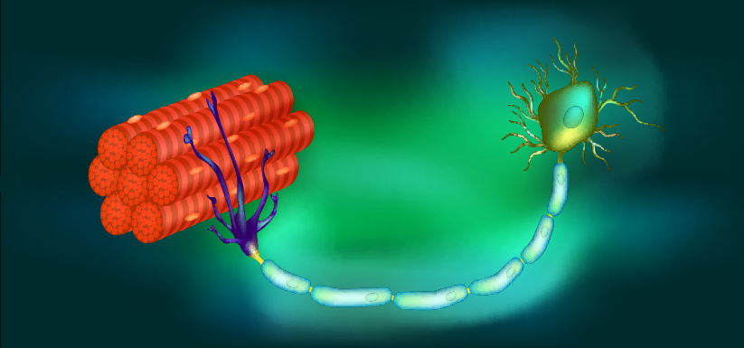 Neuron with muscle fibers illustration.