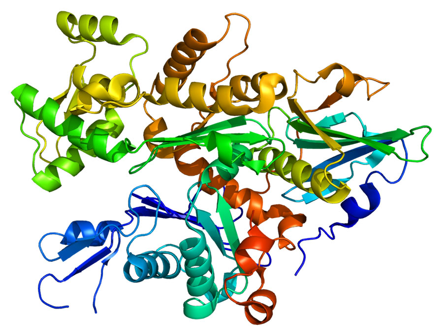 Gelsoline (GSN) protein based on rendering of protein data bank (PDB), 1c0f.