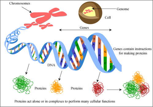 Diagram of genes as sections of DNA that provide instructions for different proteins