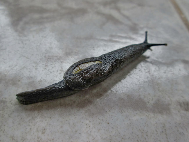 Closeup of a Yellow-shelled Semi-slug.