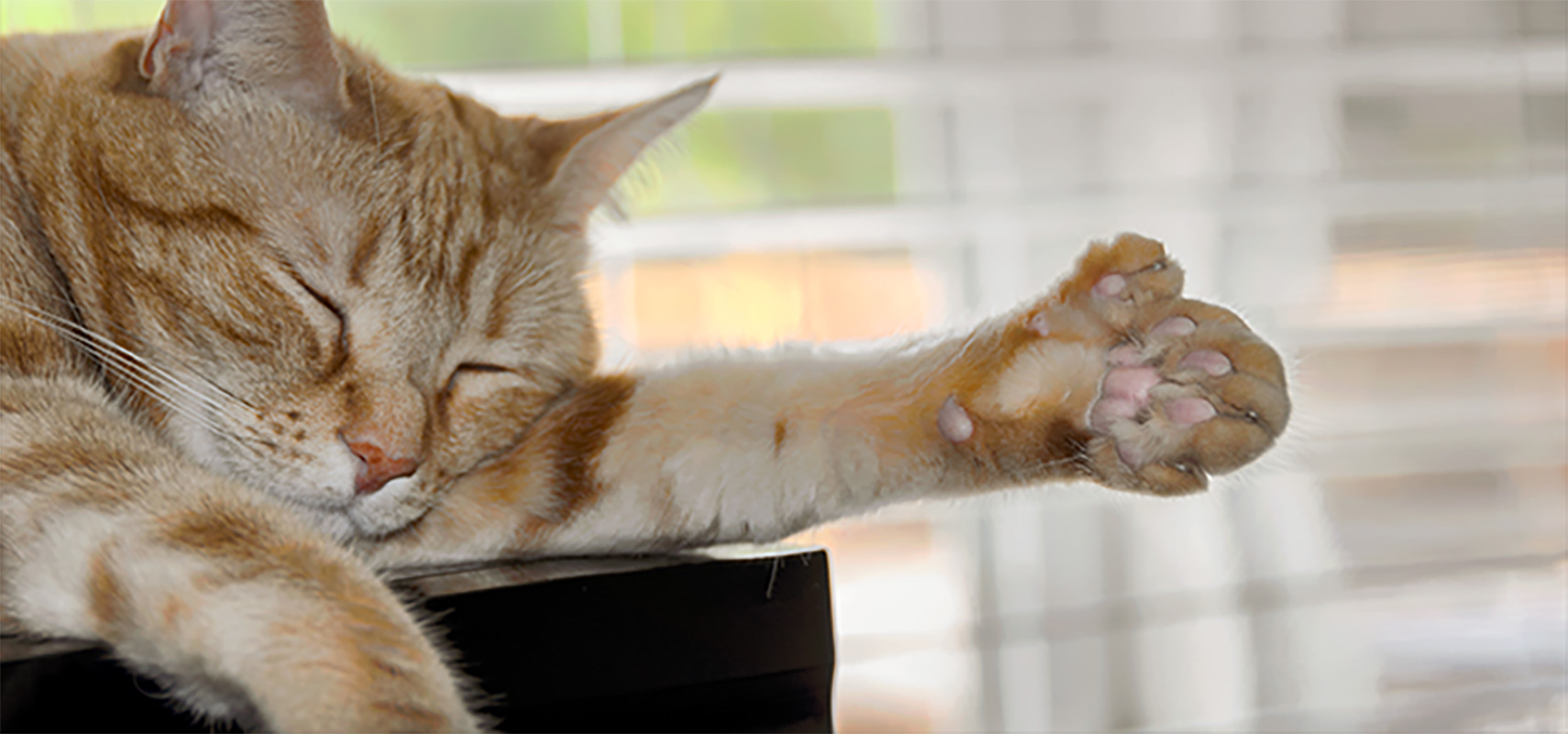 A cat paw with extra toes.