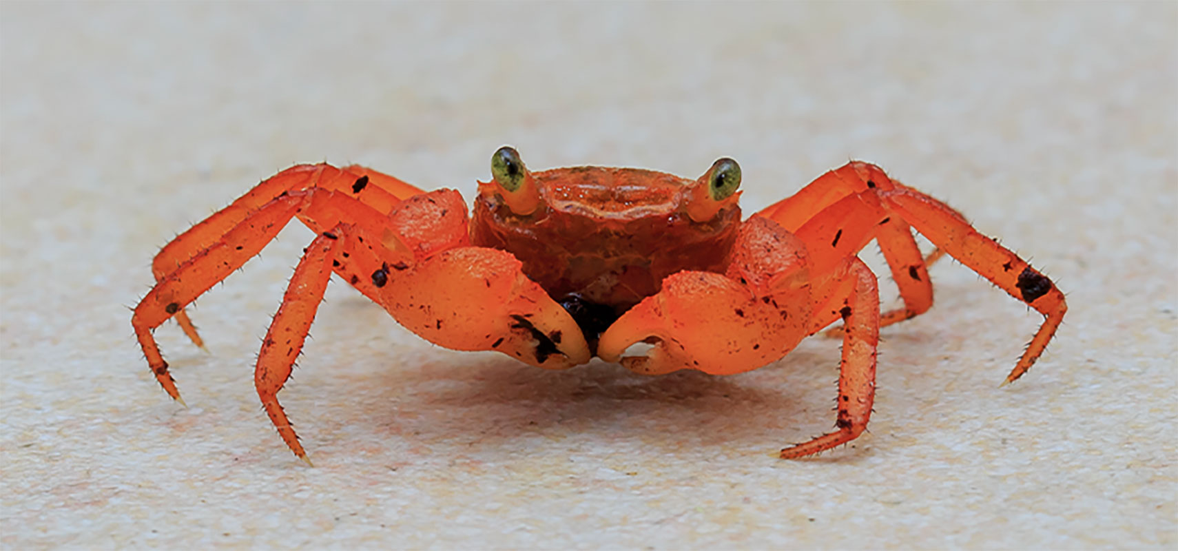 Crab on beach.
