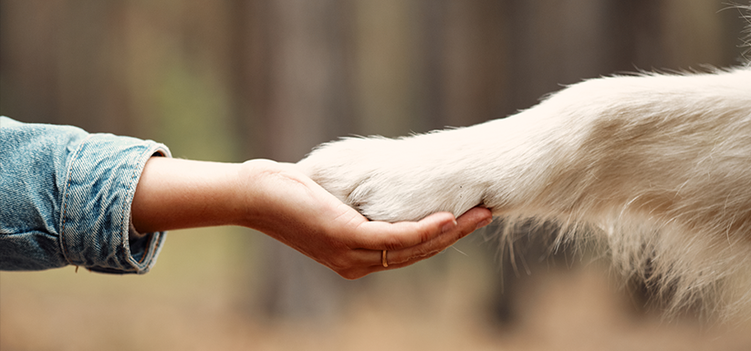 Dog giving paw to woman.