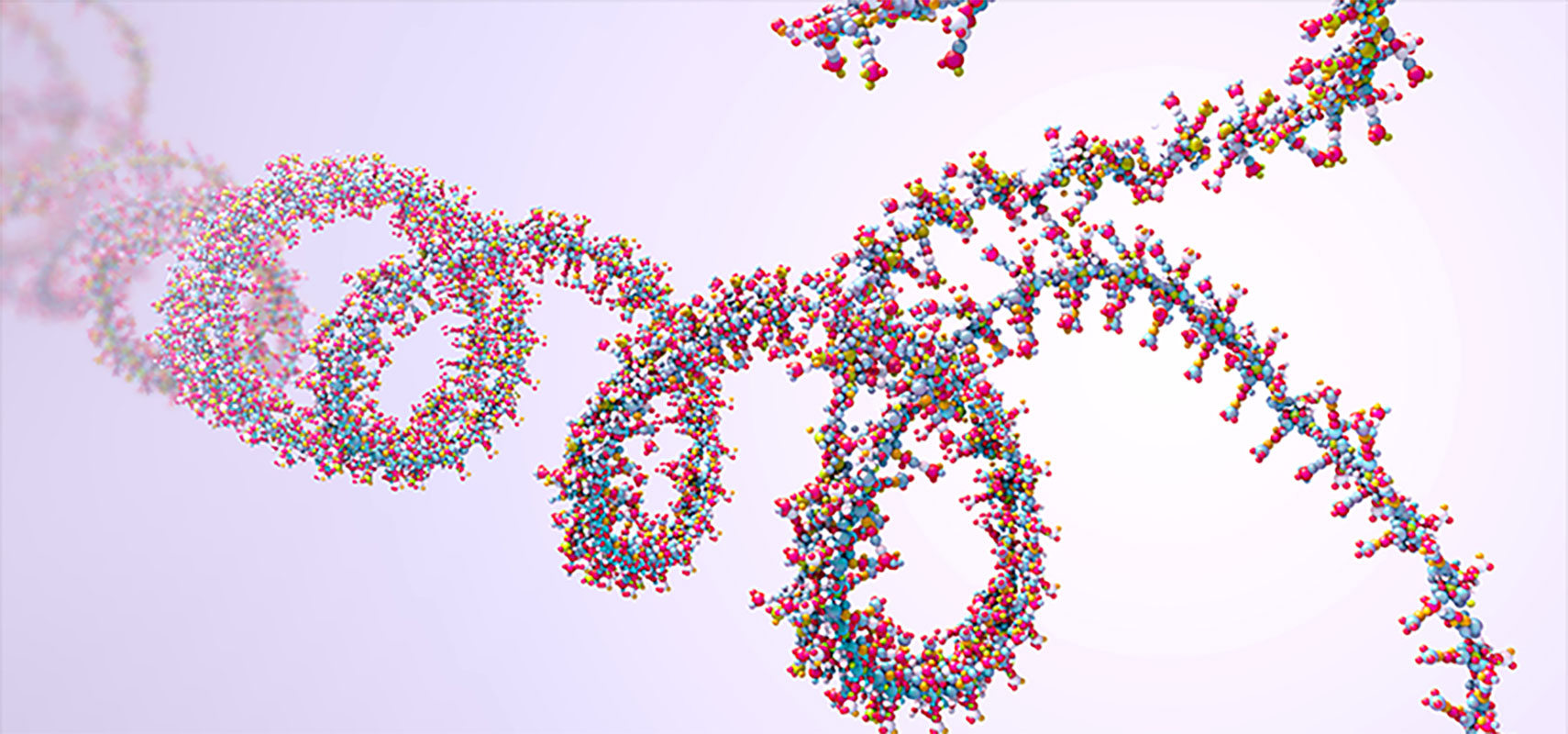 Ribonucleic acid (RNA) chain.