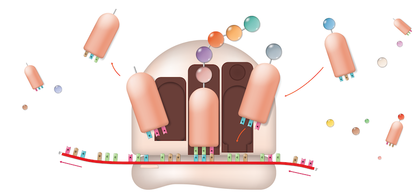 Ribosome translation.