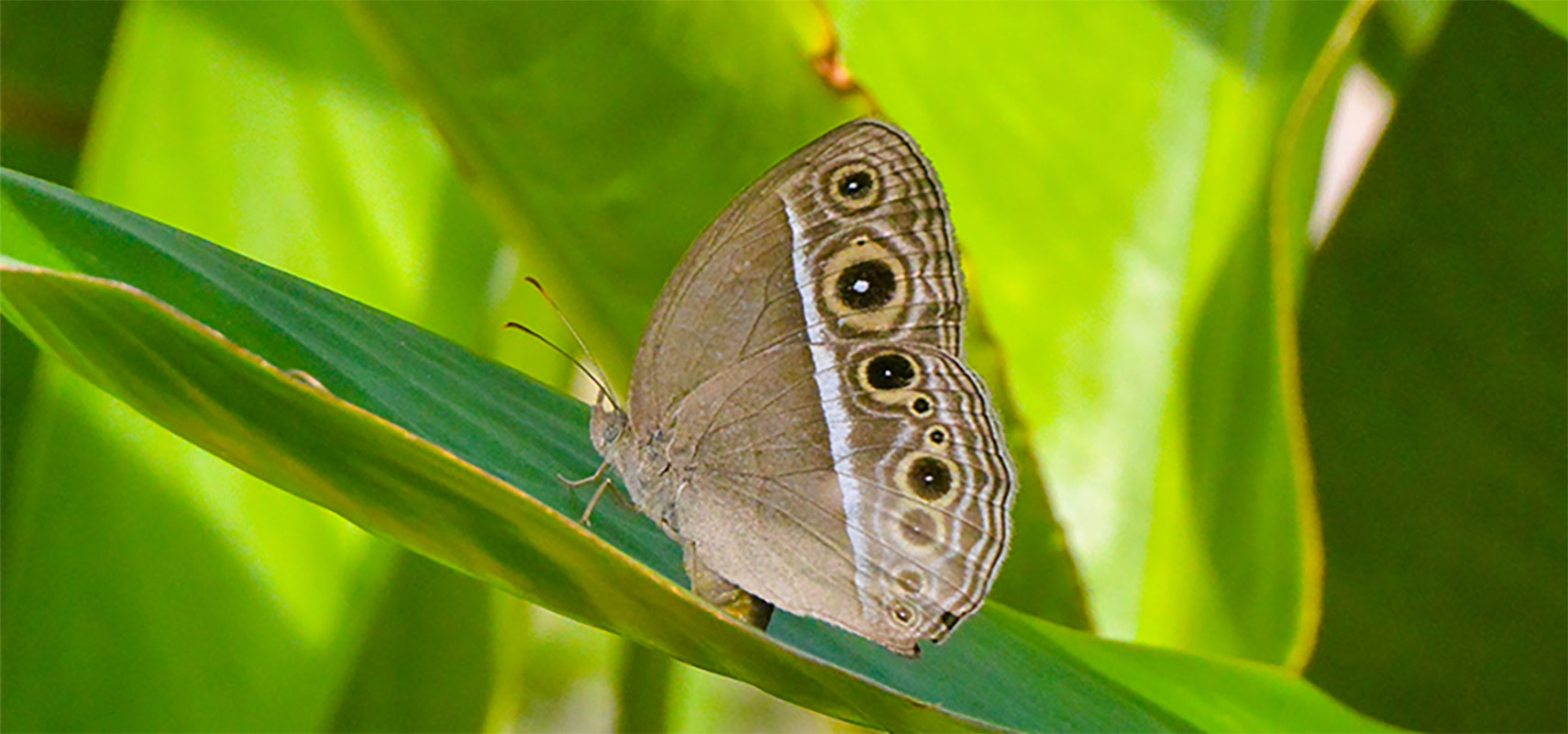 Bicyclus anynana butterfly.