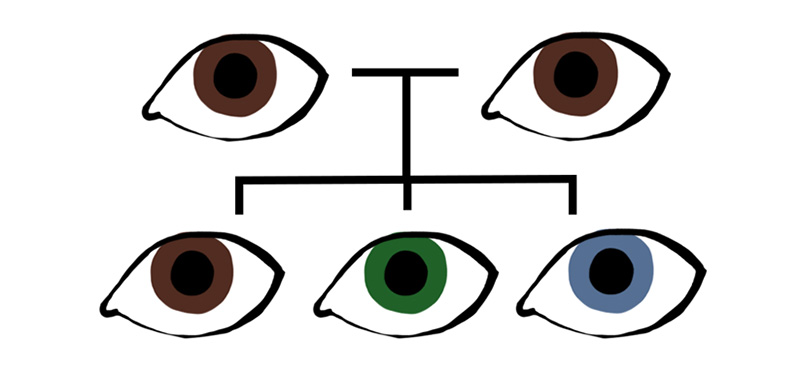 The possibility of having blue-eyed children from brown-eyed parents.