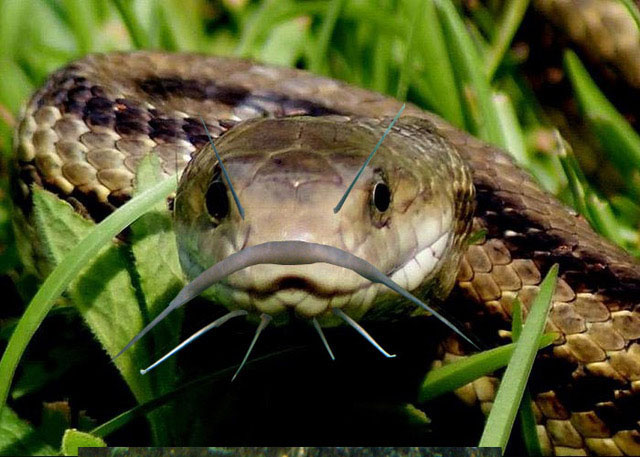 A snake with catfish whiskers.