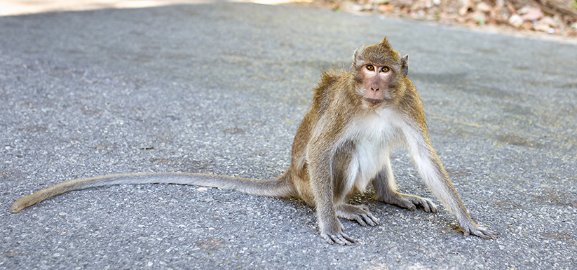 Rhesus macaque monkey by main road.