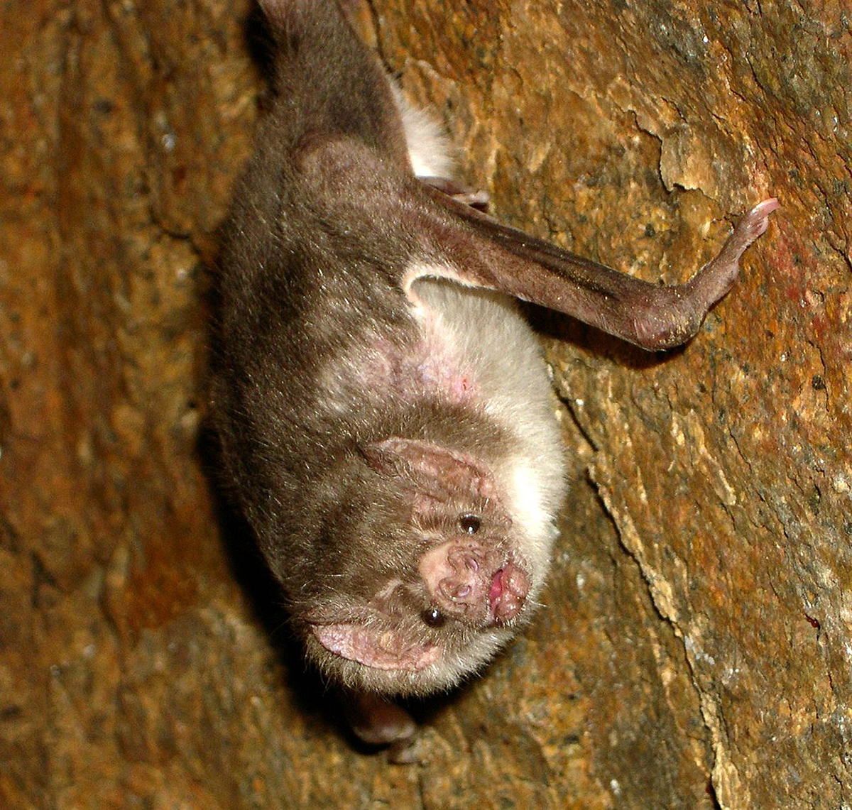 Vampire bat.